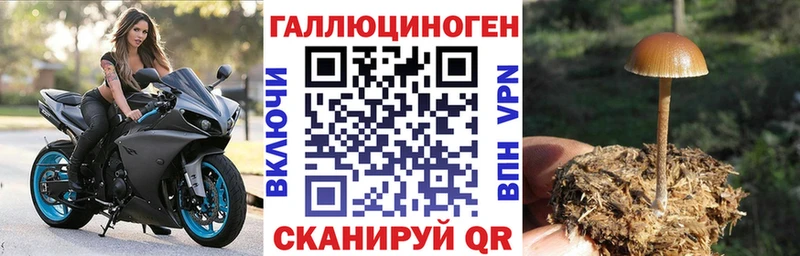 Галлюциногенные грибы Psilocybe  Алзамай 